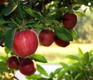 Fall Apples